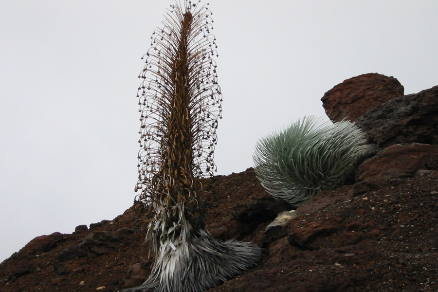 ../image/silver sword at haleakala.jpg